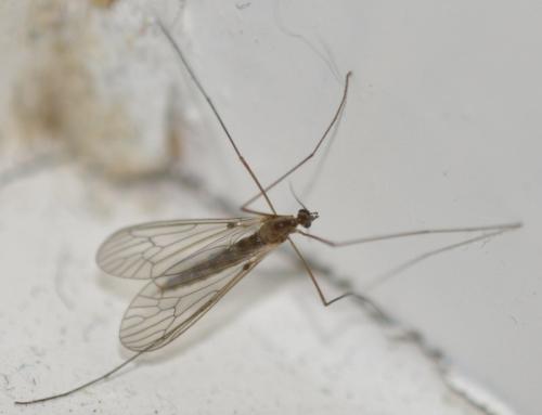 Trichocera annulata